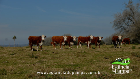DOS EÓLICOS VIRA P FAZENDA_Moment.00_04_12_17.Quadro522_255cb5bf3a6cfabc284fe75d83dc1e03b9e05c1c.jpg